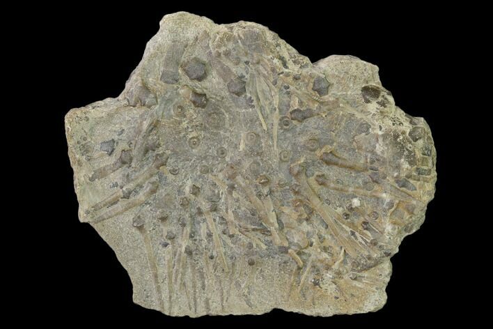 Fossil Echinoid (Archaeocidaris) - Missouri #162649